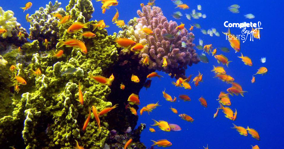 Sharm-El-Naga-Snorkeling-trip-01