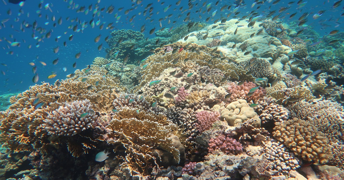 Abu Dabbab Bay marsa alam