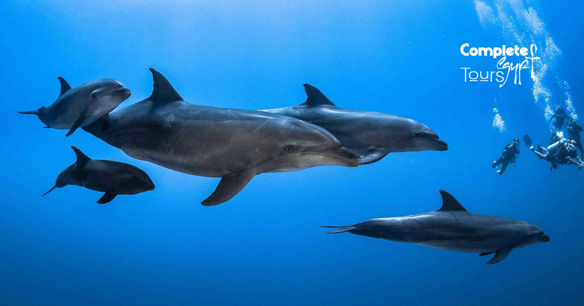 Swimming-with-Dolphins-in-the-Sea-03