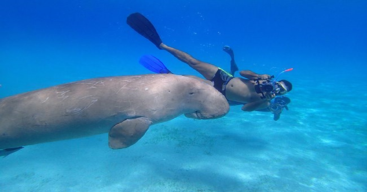 Abu-Dabbab-Snorkeling