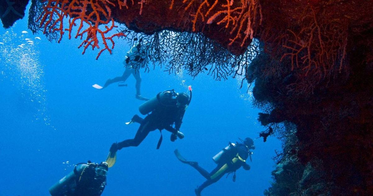 diving Ras Mohammed and the White Island Sharm El Sheikh