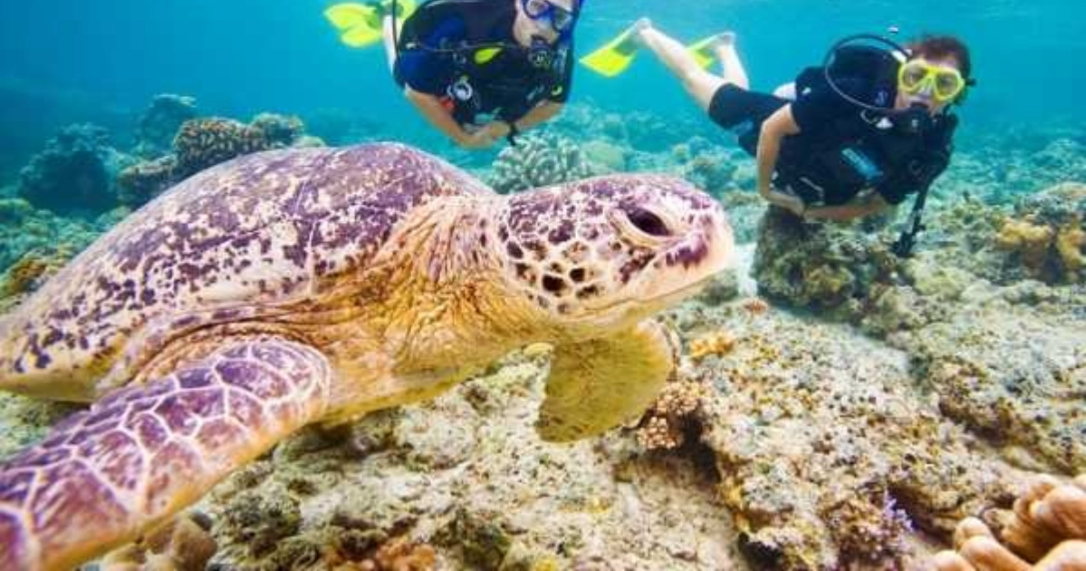 Marsa Mubarak snorkeling turtles