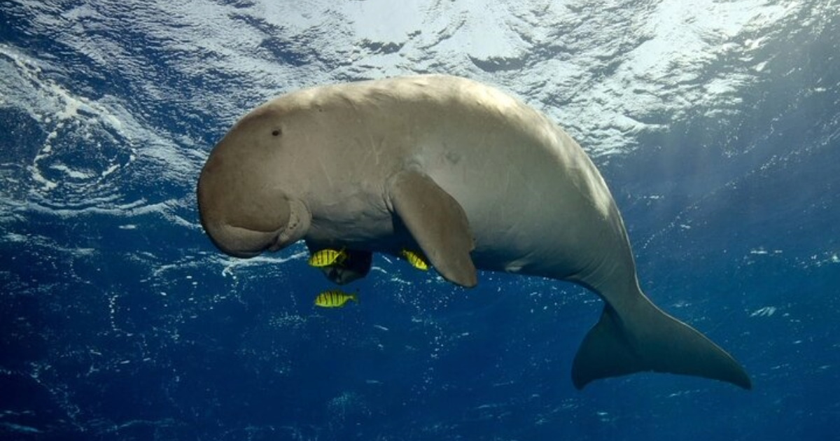 snorkeling dugongs